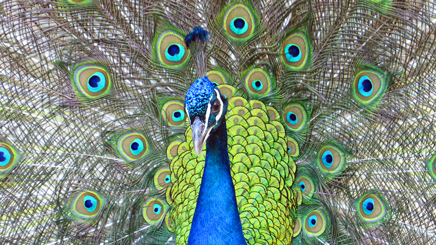 peacock