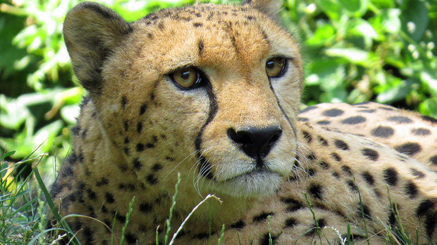 gepard